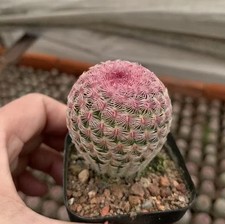 Echinocereus rigidissimus