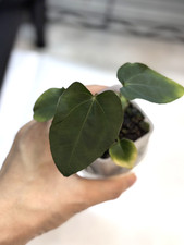 Anthurium FTG Crystallinum
