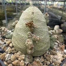 Rare Plant SucculentLiving