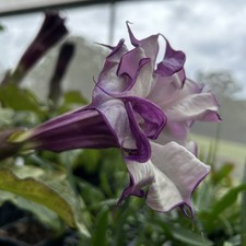Angel's Trumpet—Datura