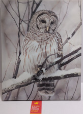 Owl Canvas Frosted Glitter On Head 400mm x 500mm Free UK P&P RD12