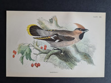 Antique (1894) print - Waxwing  -  Birds - Ornithology