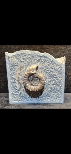 Calcite jurassic ammonite - calcite,