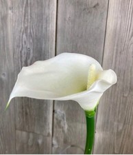 Artificial White/ivory  Calla Lily Princess - 71cm long Wedding Memorial Flower