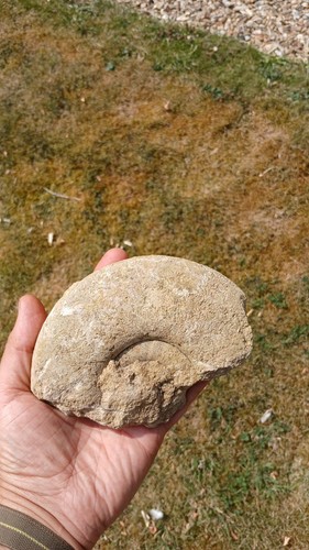 Ammonite large fossil - large,