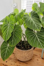 Philodendron Gloriosum House