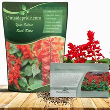 5000 Seeds Scarlet Sage Seeds