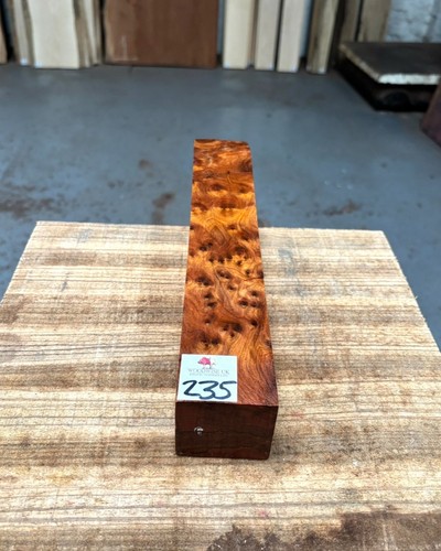 Thuya burr x - 1, 12”