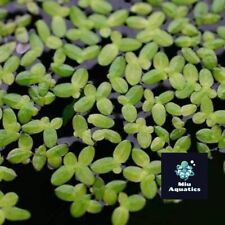100+ Duckweed Floating Oxygenated Live Plants Tropical Fish Aquarium Pond Tank