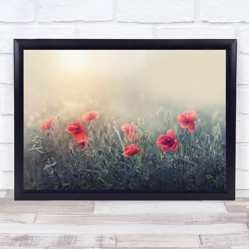 Poppy poppies meadow flower - poppy,