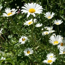 3 X OX EYE DAISY BARE ROOT PLANTS HARDY PERENNIAL WILD MEADOW PLANTS 