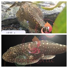Hillstream loach top - hillstream, loach-top