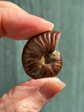 Ammonite Fossil (26)