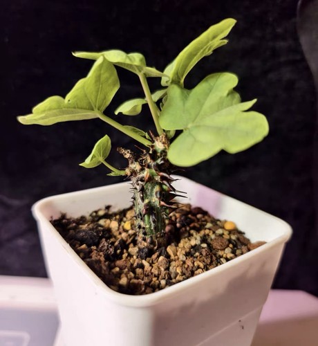 4cm rare live house plant - live,