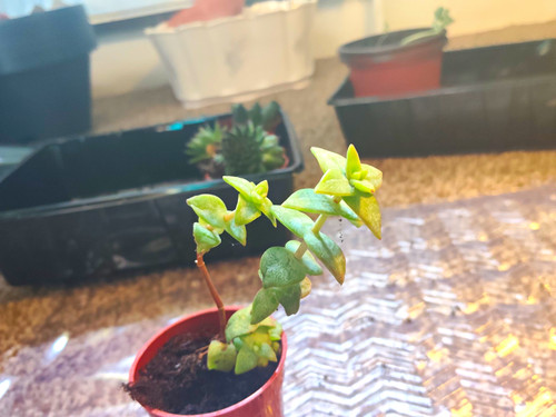 Crassula live potted succulent - live,
