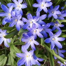 Chionodoxa Glory Of The Snow