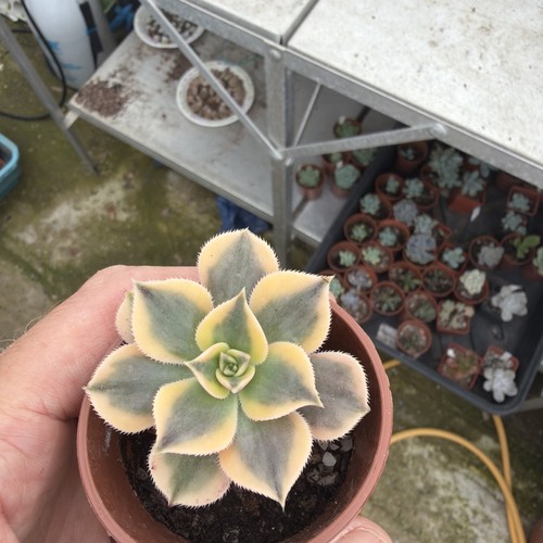 Aeonium sunburst cristate - aeonium,