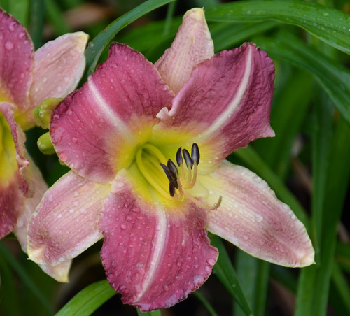 Hemerocallis daylily kings - hemerocallis,