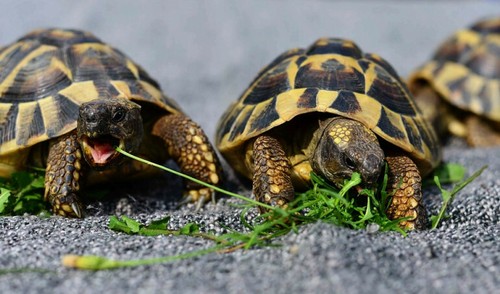 Grams turtle seeds - seeds, to