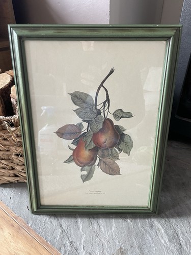 Italian vintage botanical pear - vintage,