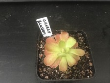 Pinguicula Cherry Blossom