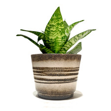 Scheurich Keramik 806-14