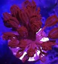 Live Rare Ruby Red Pulsing
