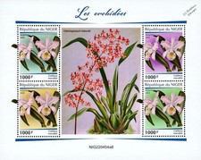 ORCHIDS Orchid Wild