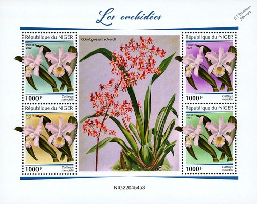 Orchids orchid wild - orchids,