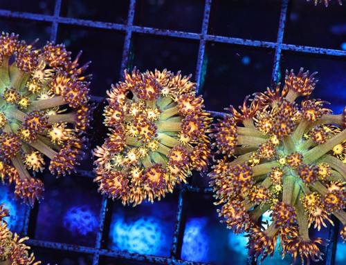 Firecracker goniopora wysiwyg - firecracker,