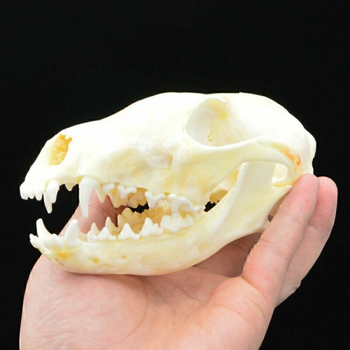 Real animals skull red - real,