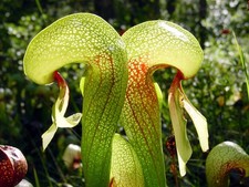Darlingtonia Californica-Cobra