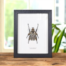 Giant Goliath Taxidermy Beetle