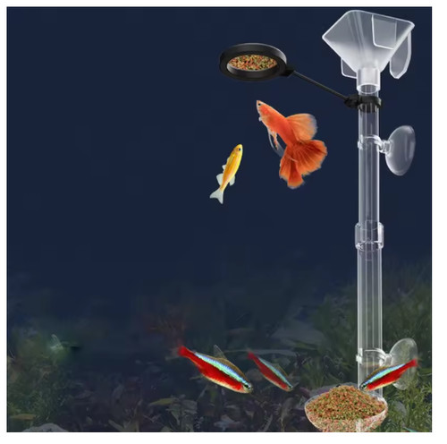 Shrimp fish feeding food water - feeding,