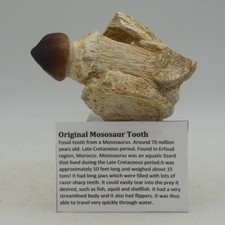 Genuine Fossil Tooth in Jaw/Root Globidens phosphaticus Mosasaur Aquatic Reptile
