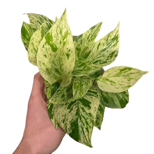 Marble queen pothos easy - pothos, |