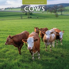 Cows 2026 Square Wall Calendar