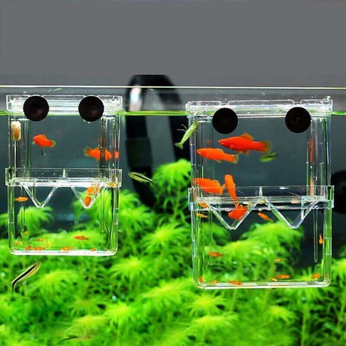 Fish breeding box shrimp - breeding,