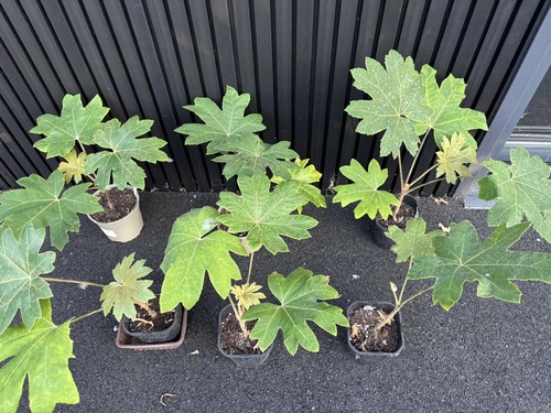 Tetrapanax papyrifer 2ltr - tetrapanax,