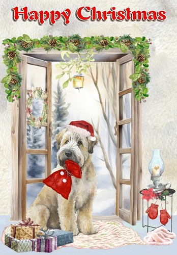 Soft coated wheaten terrier - soft,