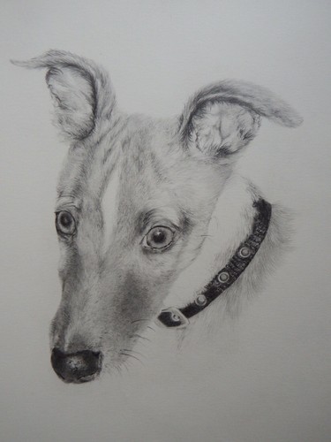 Original pencil tonal dog