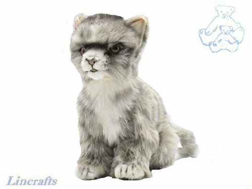 Hansa grey tabby - kitten, 6493