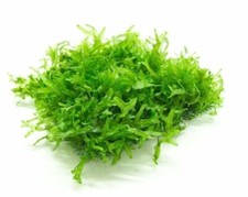 Subwassertang Moss on 5x5cm Steel Mesh – Easy Live Aquarium Plant Shrimp Safe