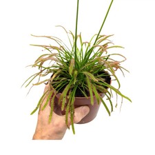 Drosera Capensis | Carnivorous