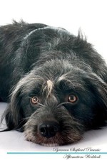 Pyrenean Shepherd Affirmations