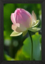tulips flower Framed Wall Art