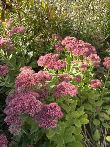 Sedum autumn joy - ‘autumn, joy’