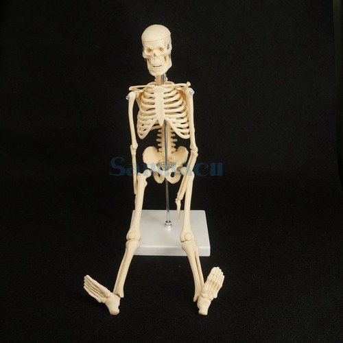 45cm anatomical skeleton human - 45cm,