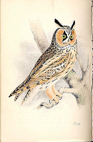 Meyer bird antique - bird,