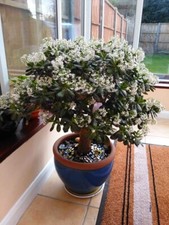Large jade plant money tree